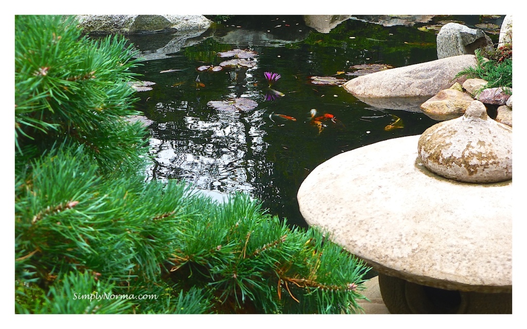 Japanese Garden, Como Conservatory