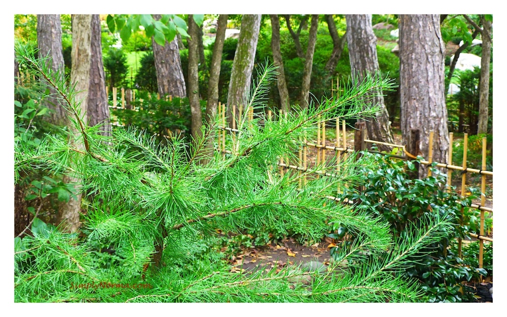 Japanese Garden, Como Conservatory