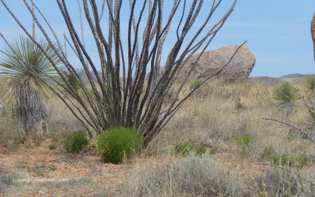 Ocotillo