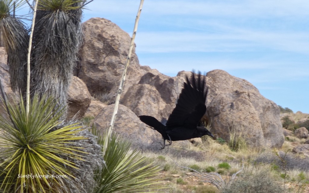 City of Rocks, Raven