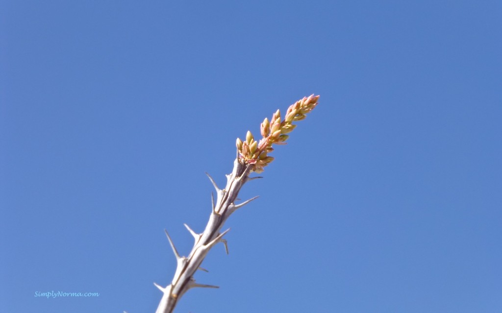 Ocotillo, New Mexico