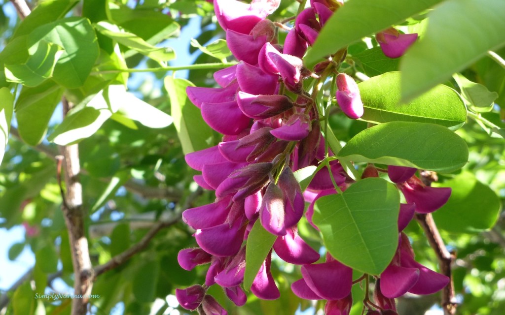 Tree in Bloom, New Mexico