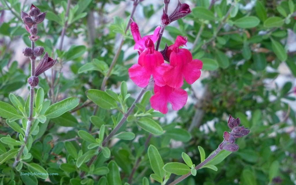 Flowering Plant, New Mexico