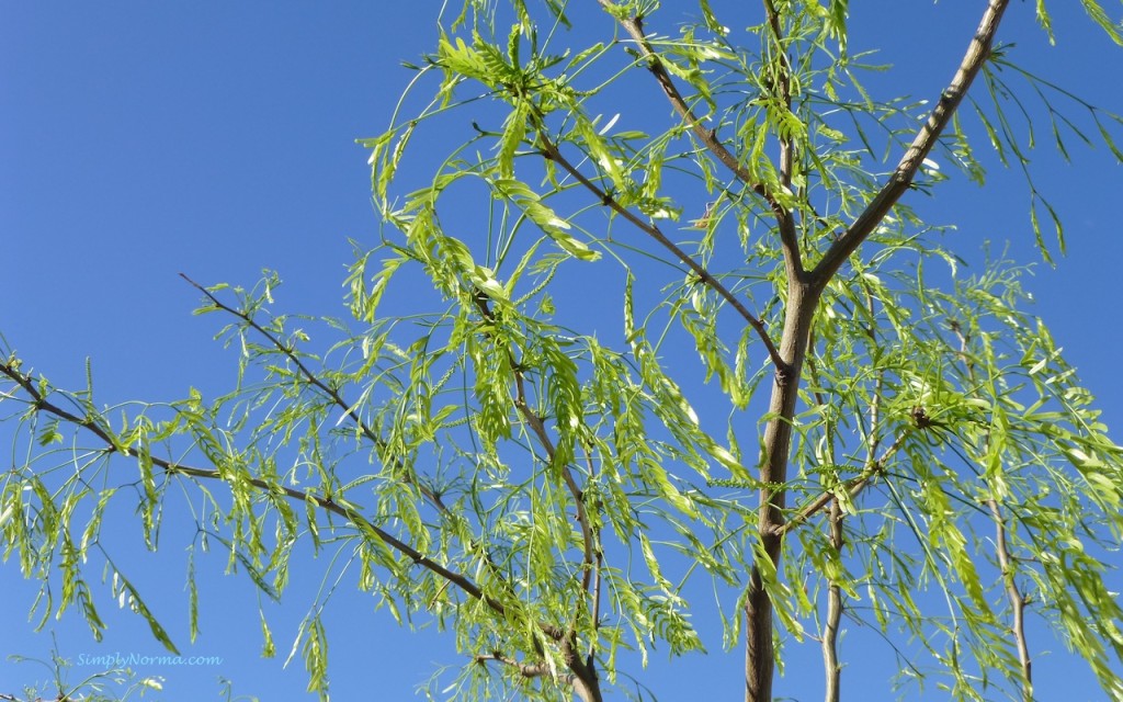 Tree in Bloom, New Mexico