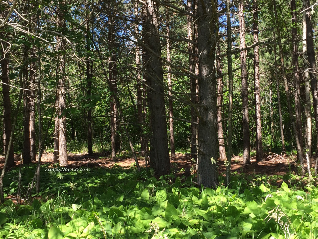 Sugarloaf Cove, MN