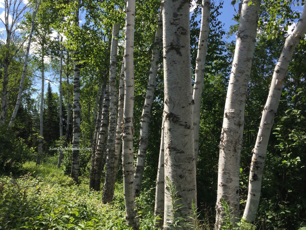 Birch Trees, MN