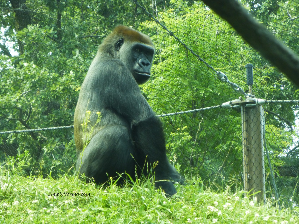 Gorilla, Como Park Zoo