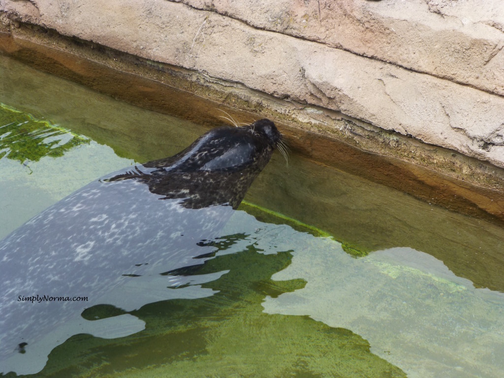 Sea Lion, Como Park Zoo