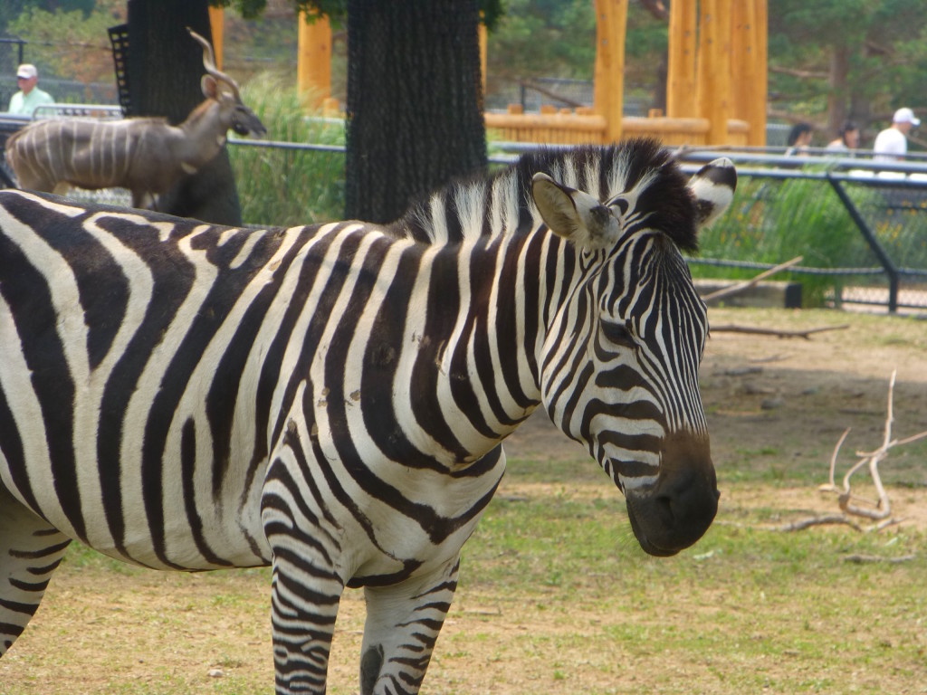 Zebra, Como Park Zoo