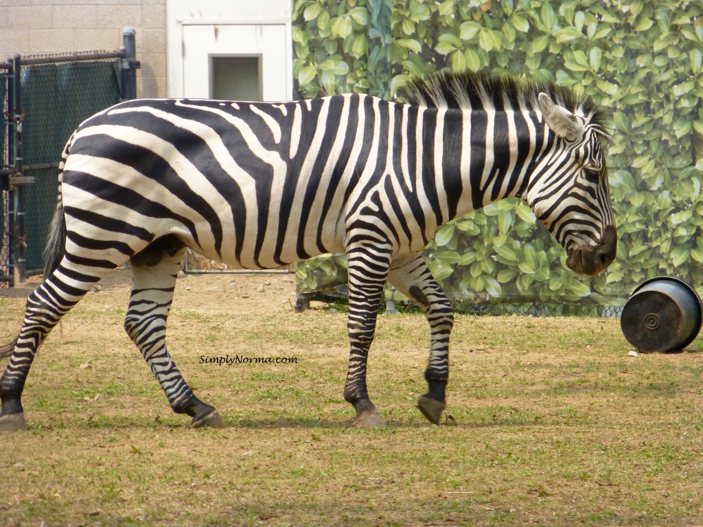 Zebra, Como Park Zoo