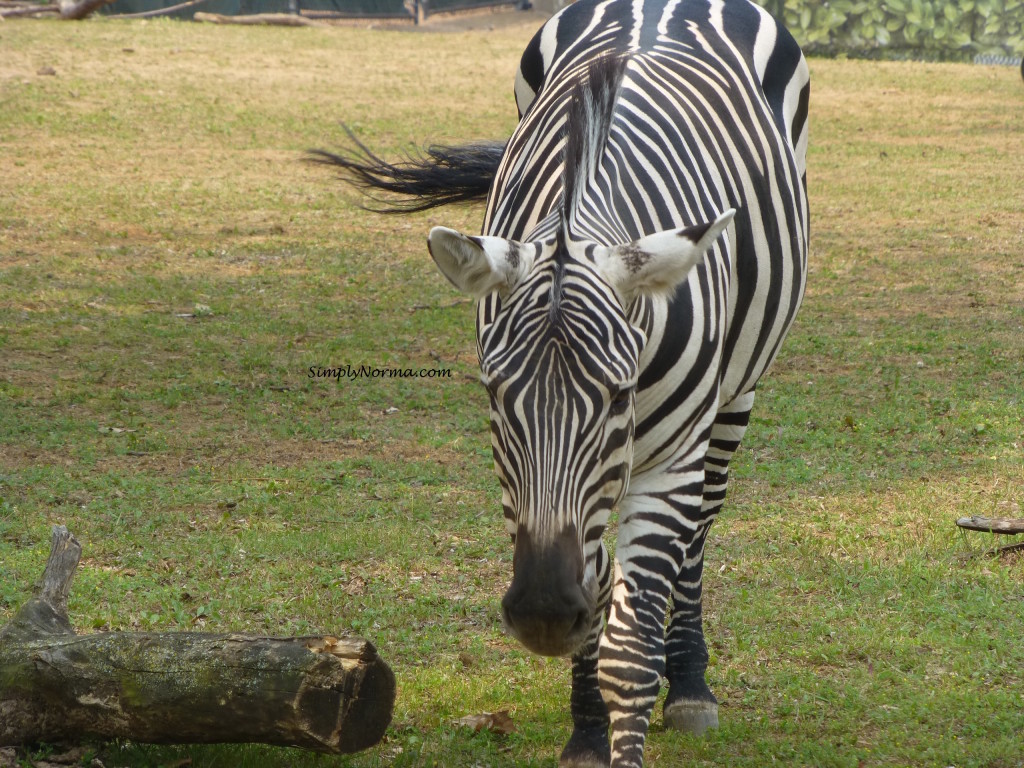 Zebra, Como Park Zoo