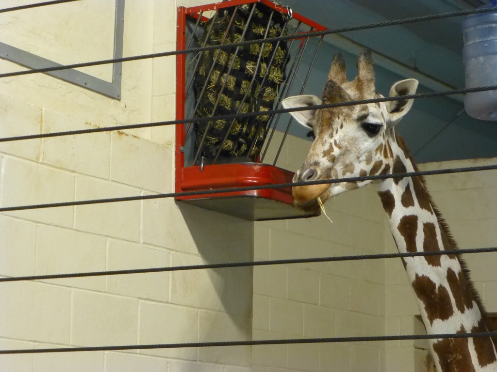 Giraffe, Como Park Zoo