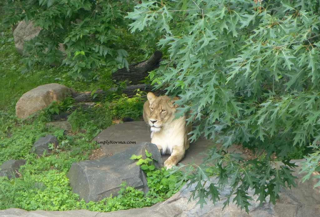 Lion, Como Park Zoo