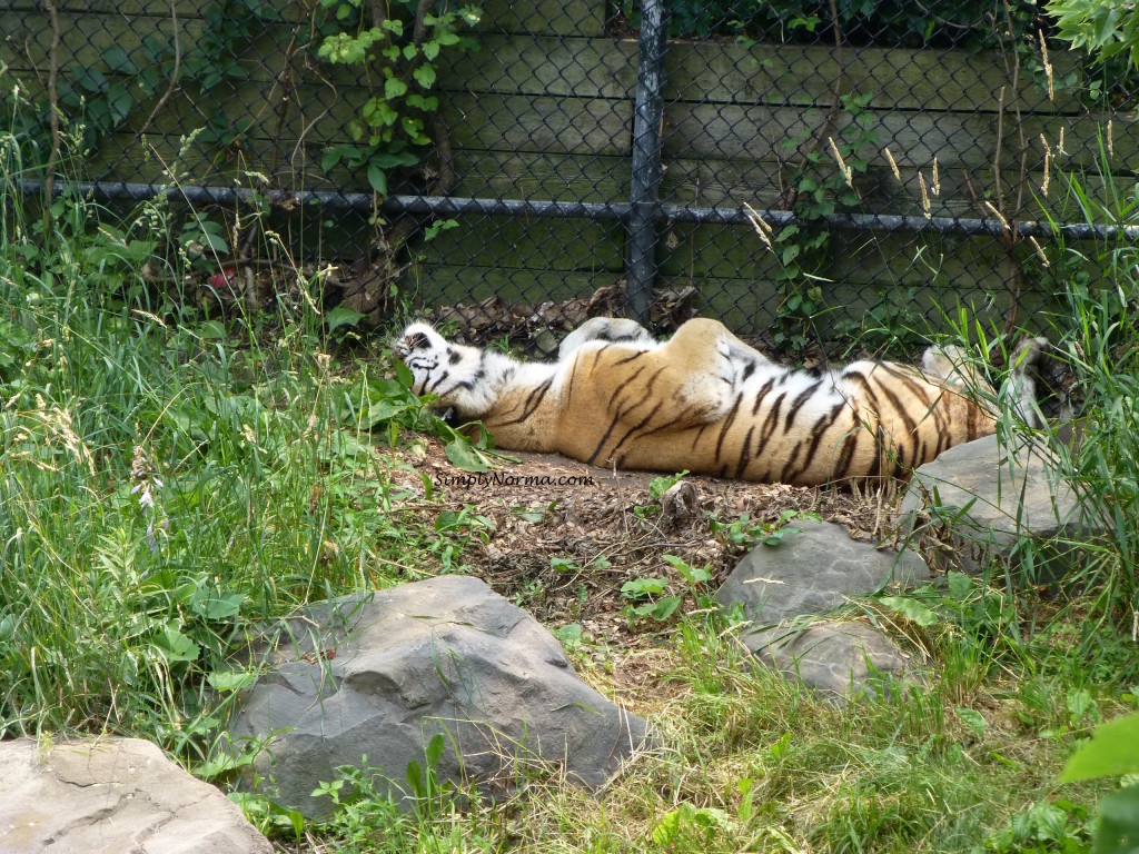 Tiger, Como Park Zoo