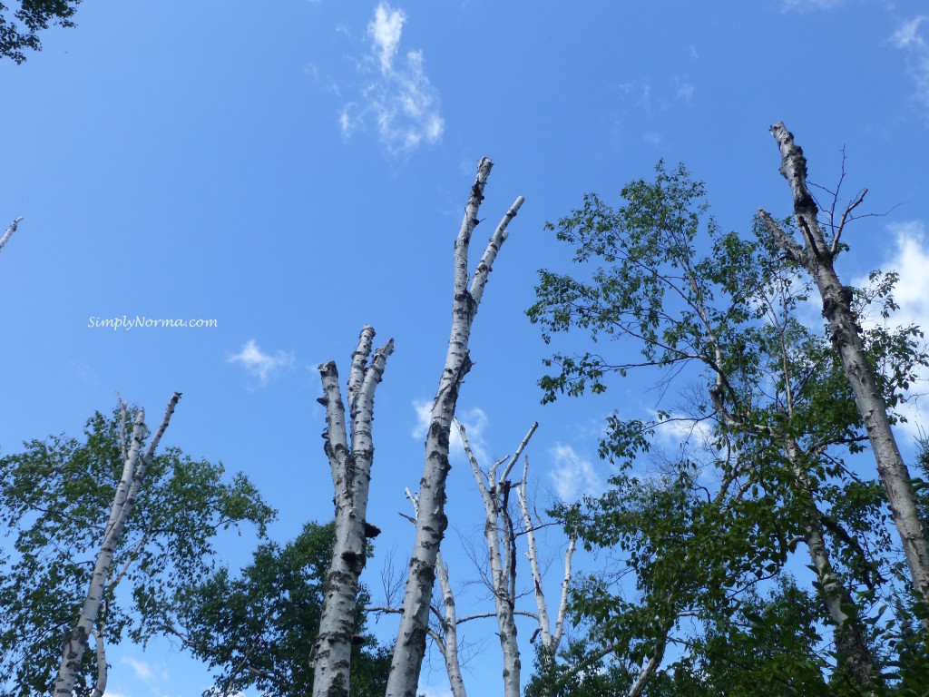 Birch Trees, MN