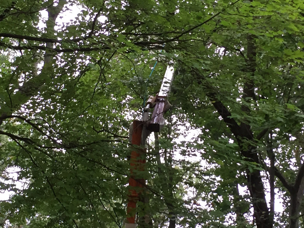 Contractor Felling A Tree
