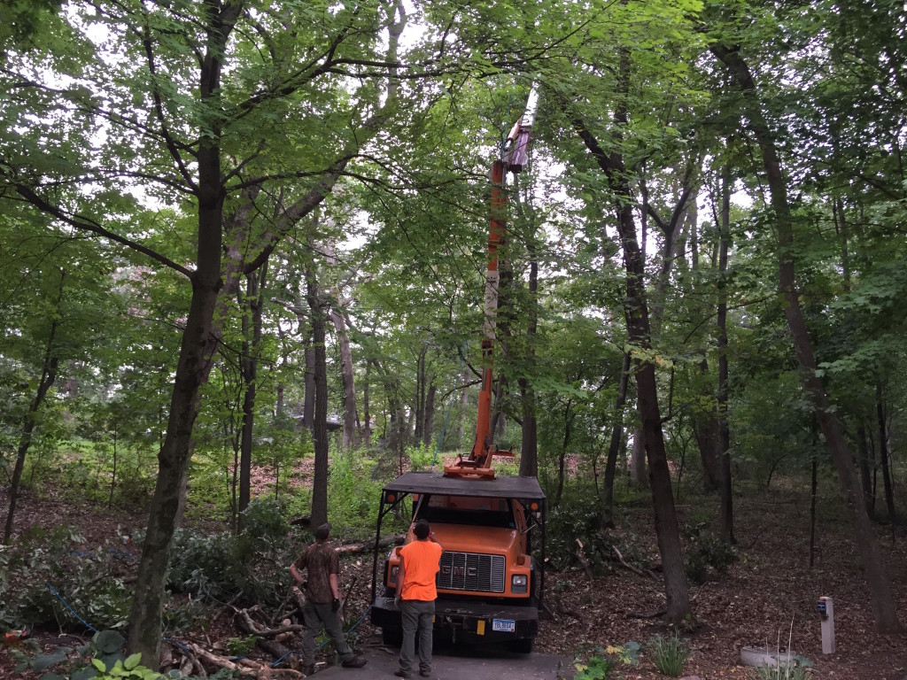 Contractor Felling A Tree