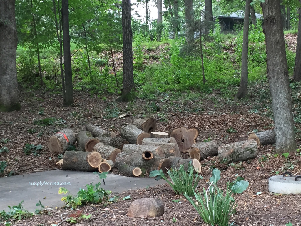 Felled Tree Trunks