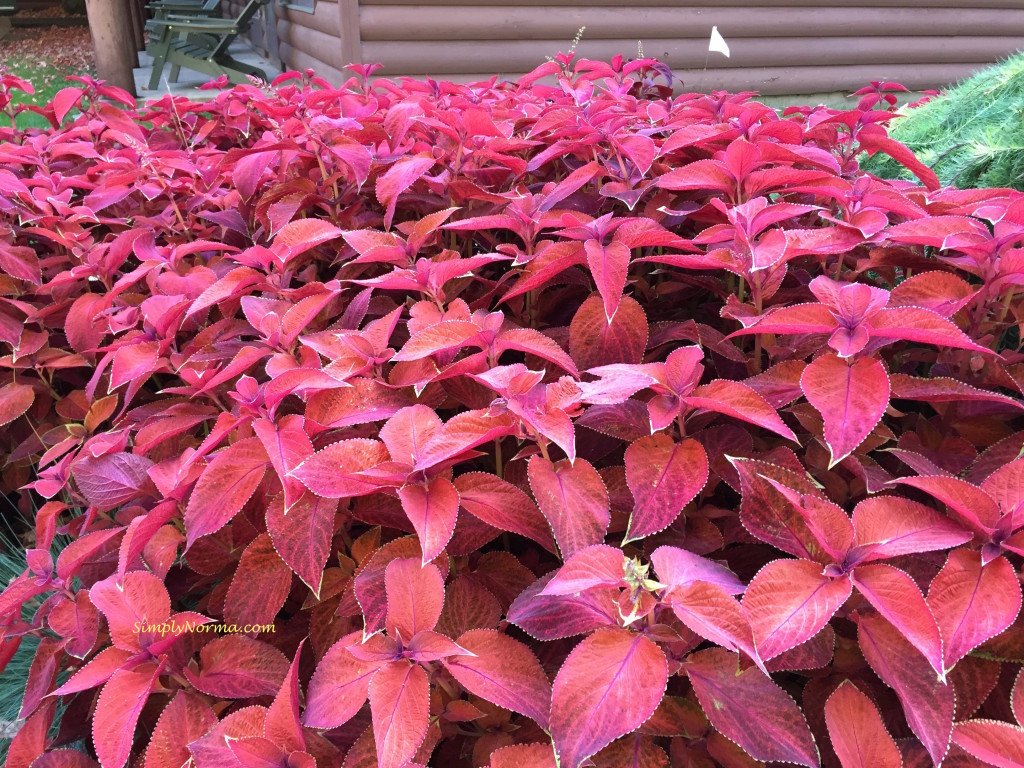 Coleus, Minnesota