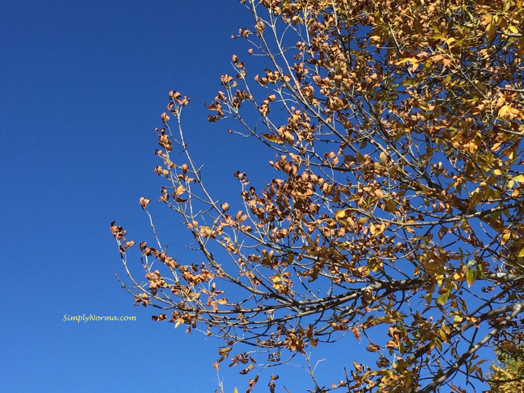 Minnesota Autumn