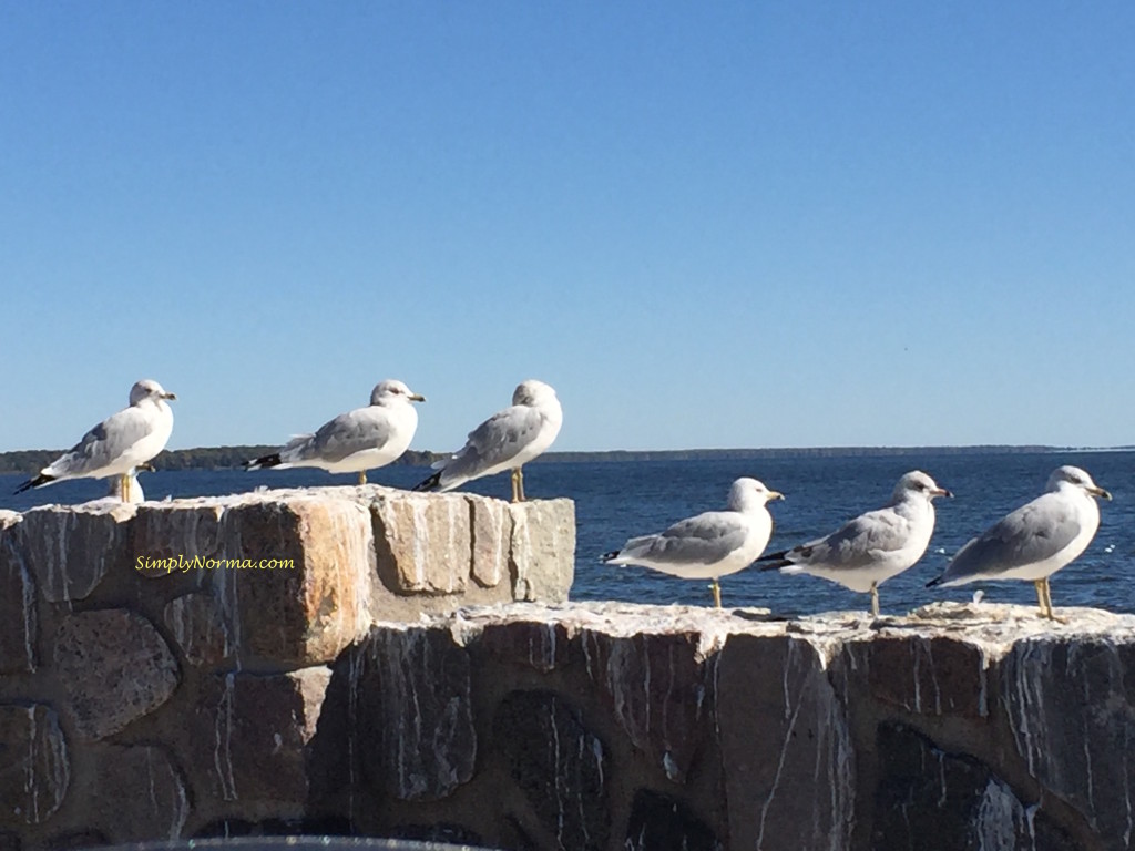 Seagulls, Minnesota