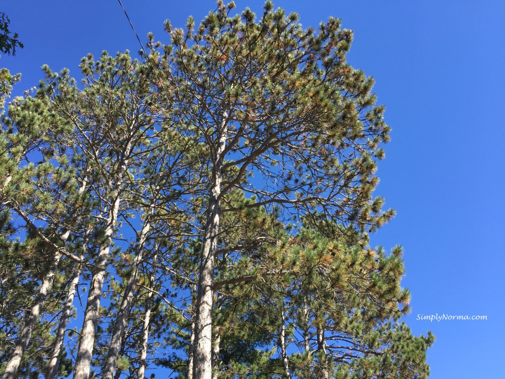 Pines Trees, Minnesota