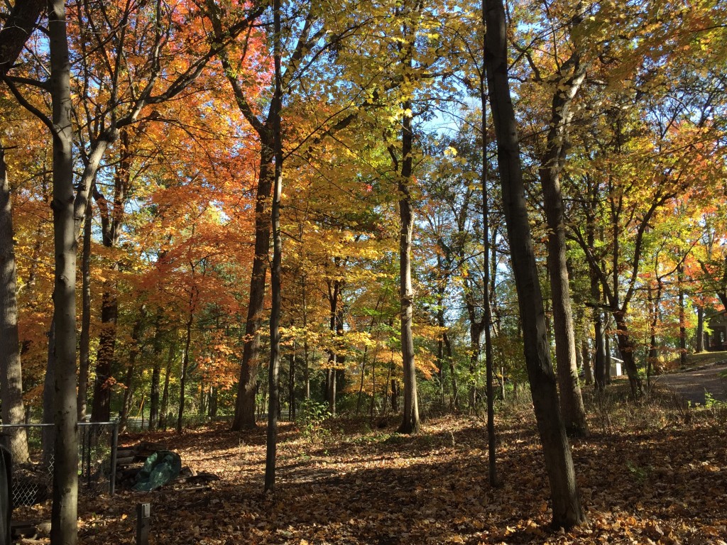 Minnesota Autumn