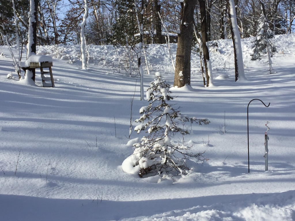 Minnesota Winter