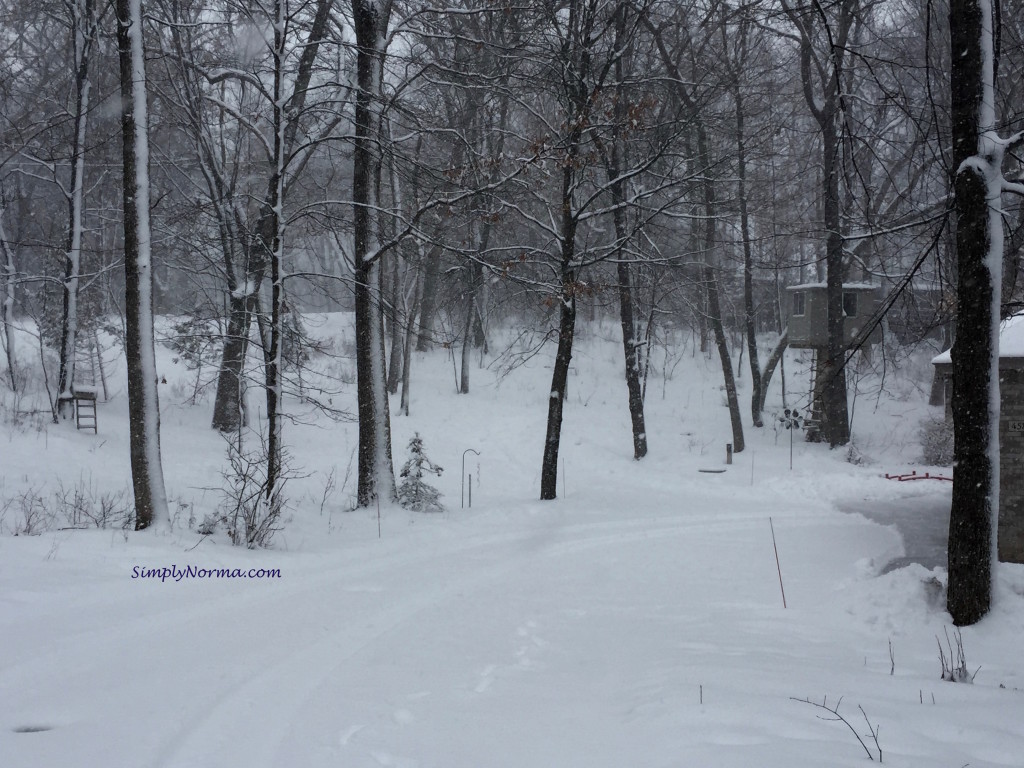 Minnesota Winter Trees