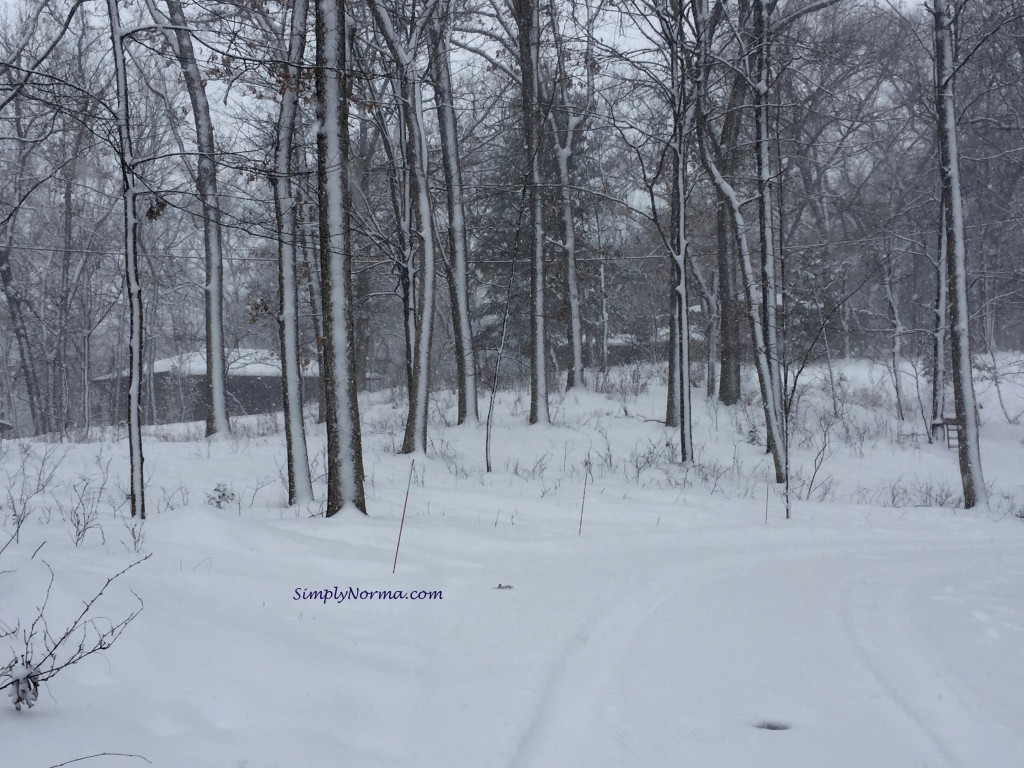 Minnesota Winter Trees