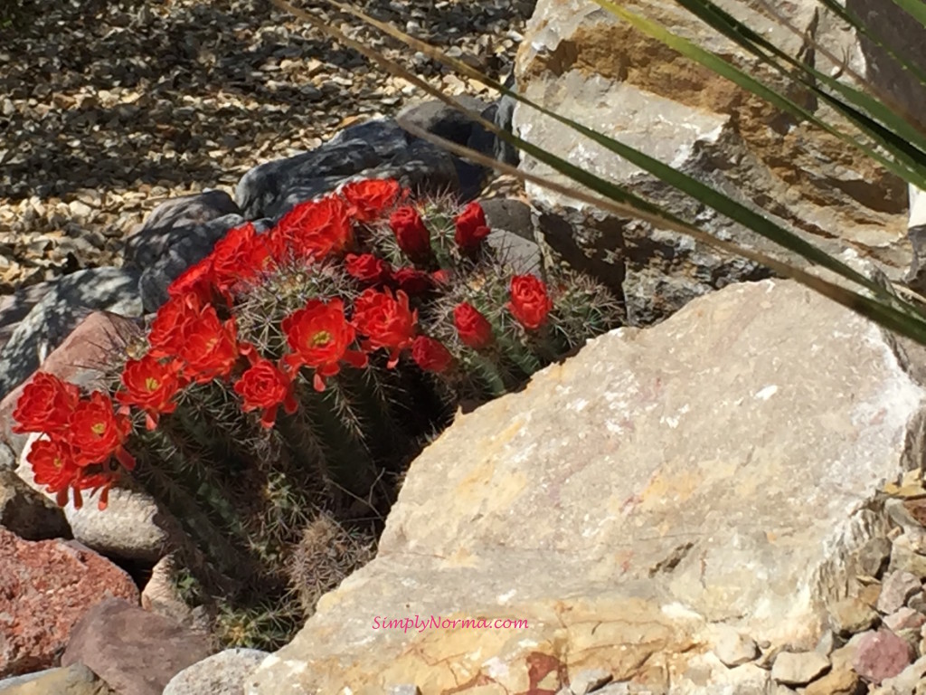 Cactus, New Mexico