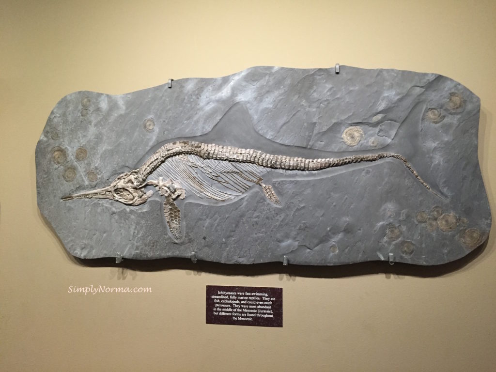 Ichthyosaurs, The Zuhl Museum