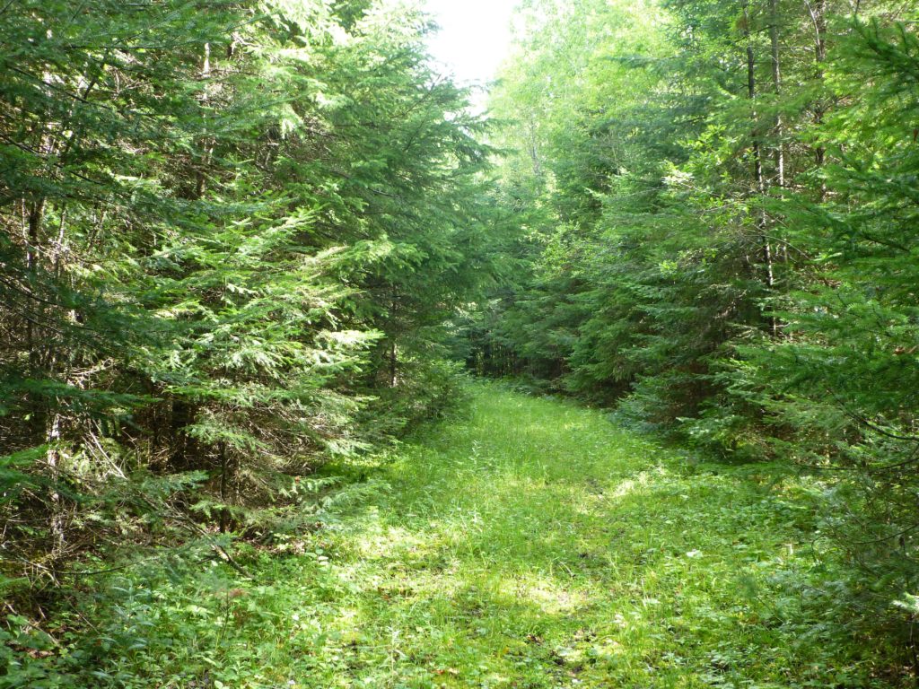 Echo Bay Trail, Voyageurs National Park