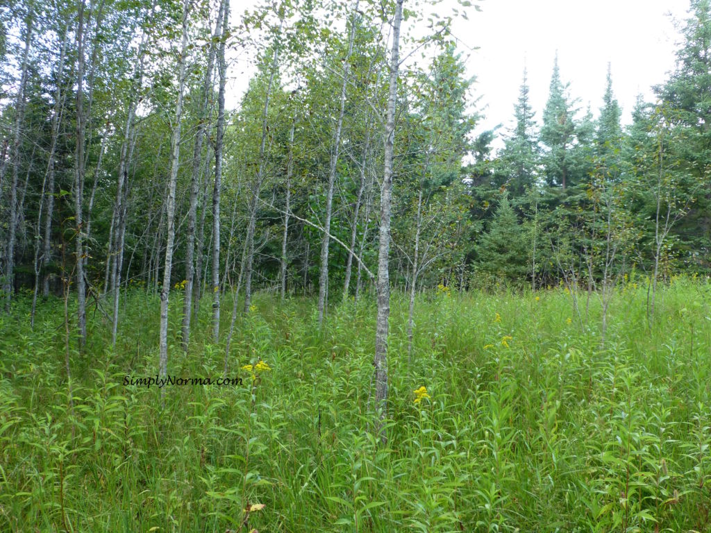 Echo Bay Trail, Voyageurs National Park