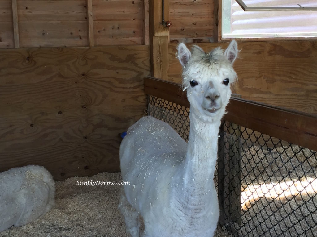 Alpaca, Pine Grove Zoo