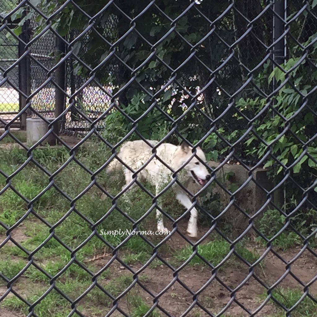 Arctic Wolf, Pine Grove Zoo