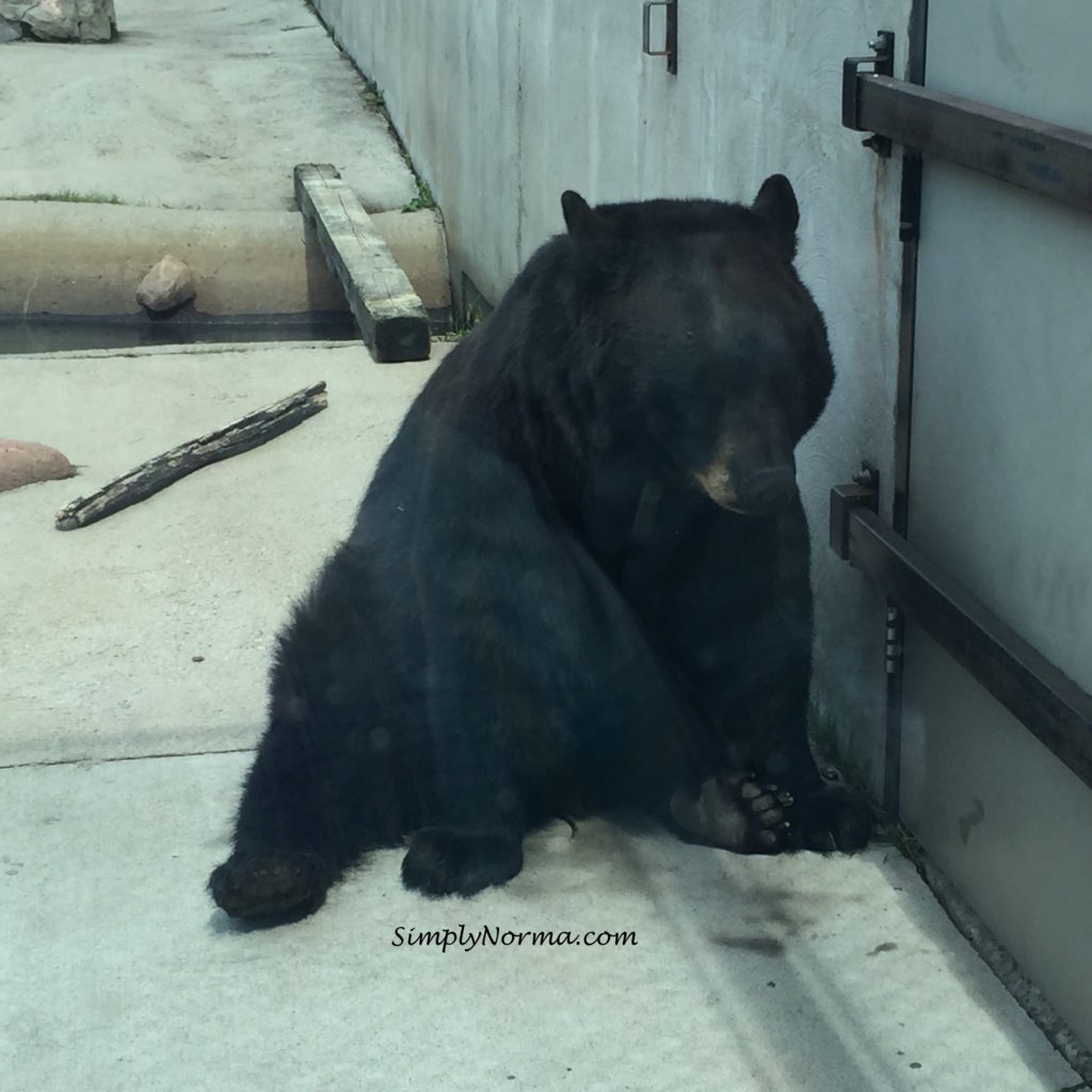 Bears, Pine Grove Zoo