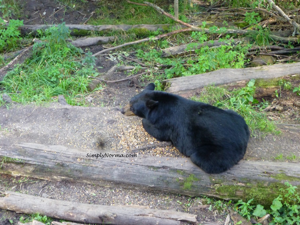 Bear, Vince Shute Wildlife Sanctuary