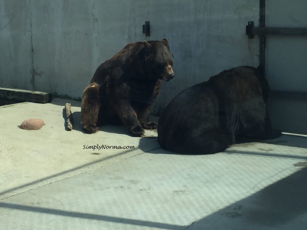 Bears, Pine Grove Zoo