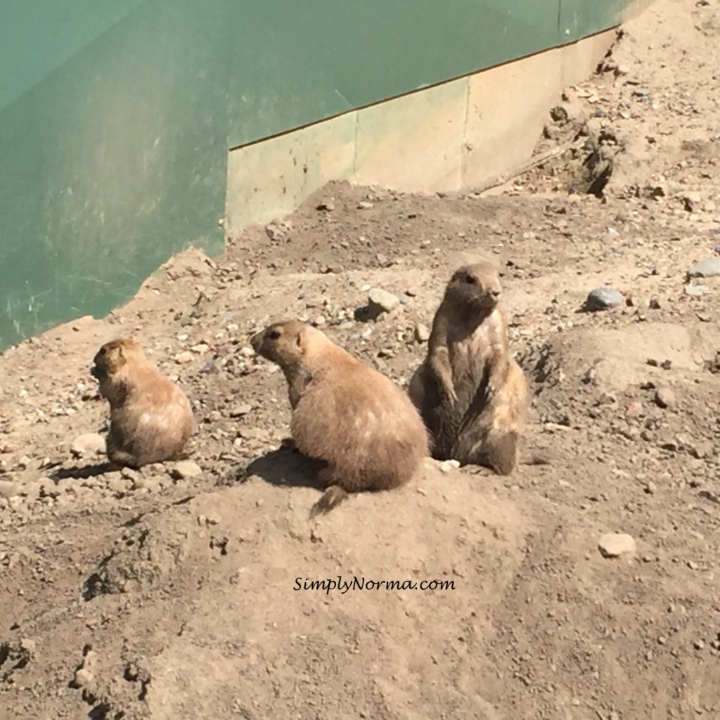 Black Tailed Prairie Dogs, Pine Grove Zoo