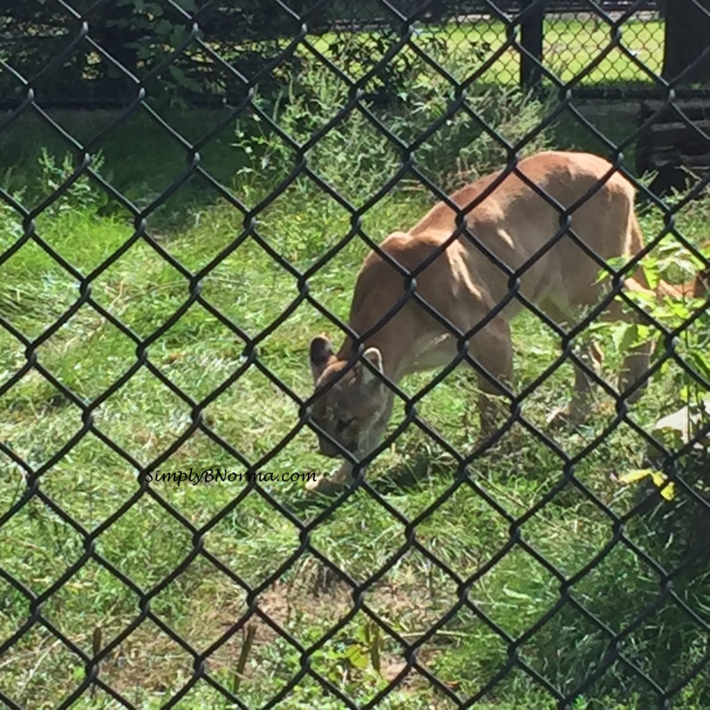 Cougar, Pine Grove Zoo