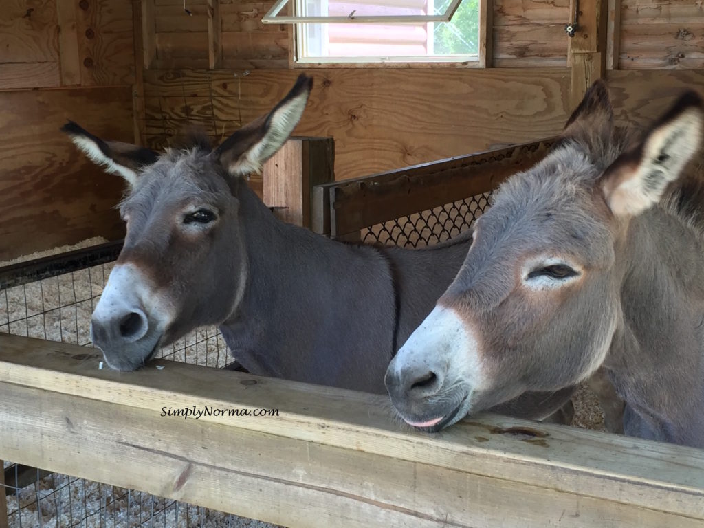 Donkeys, Pine Grove Zoo