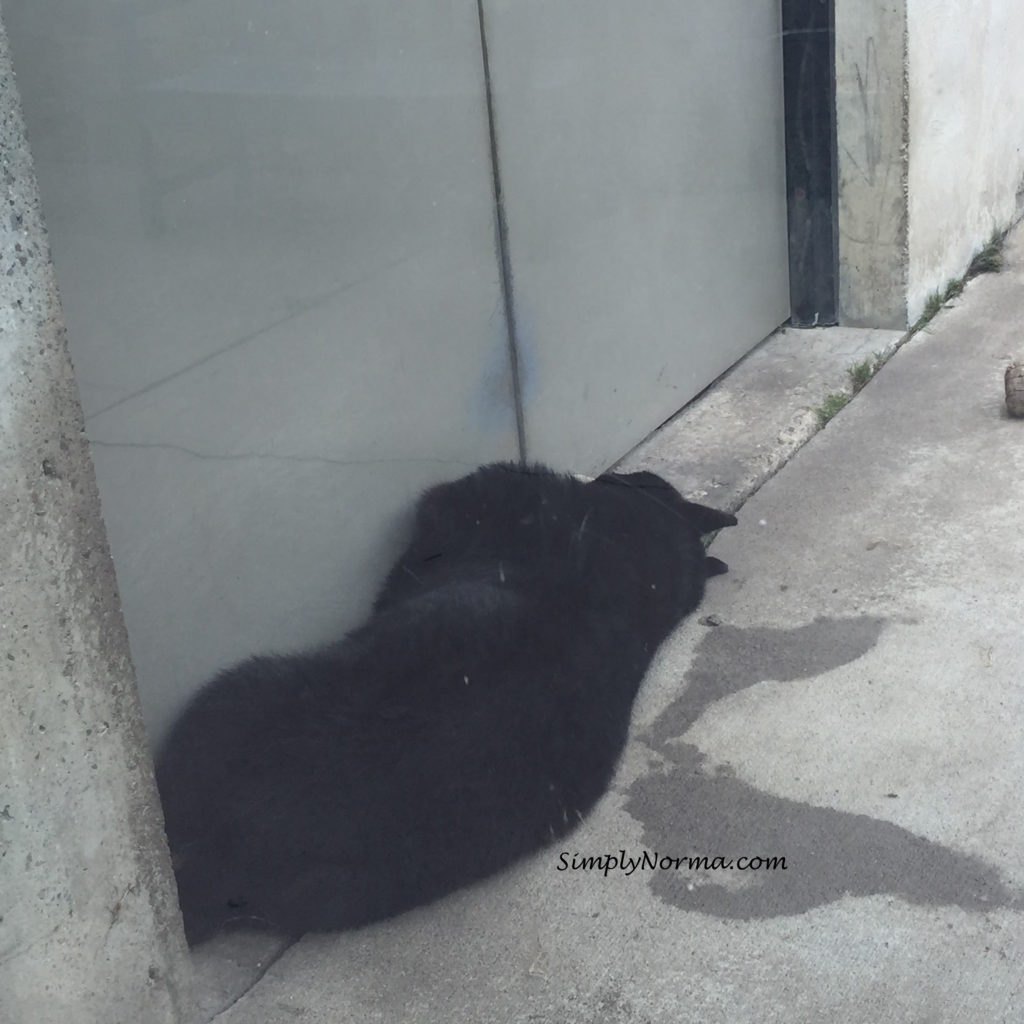 Bears, Pine Grove Zoo