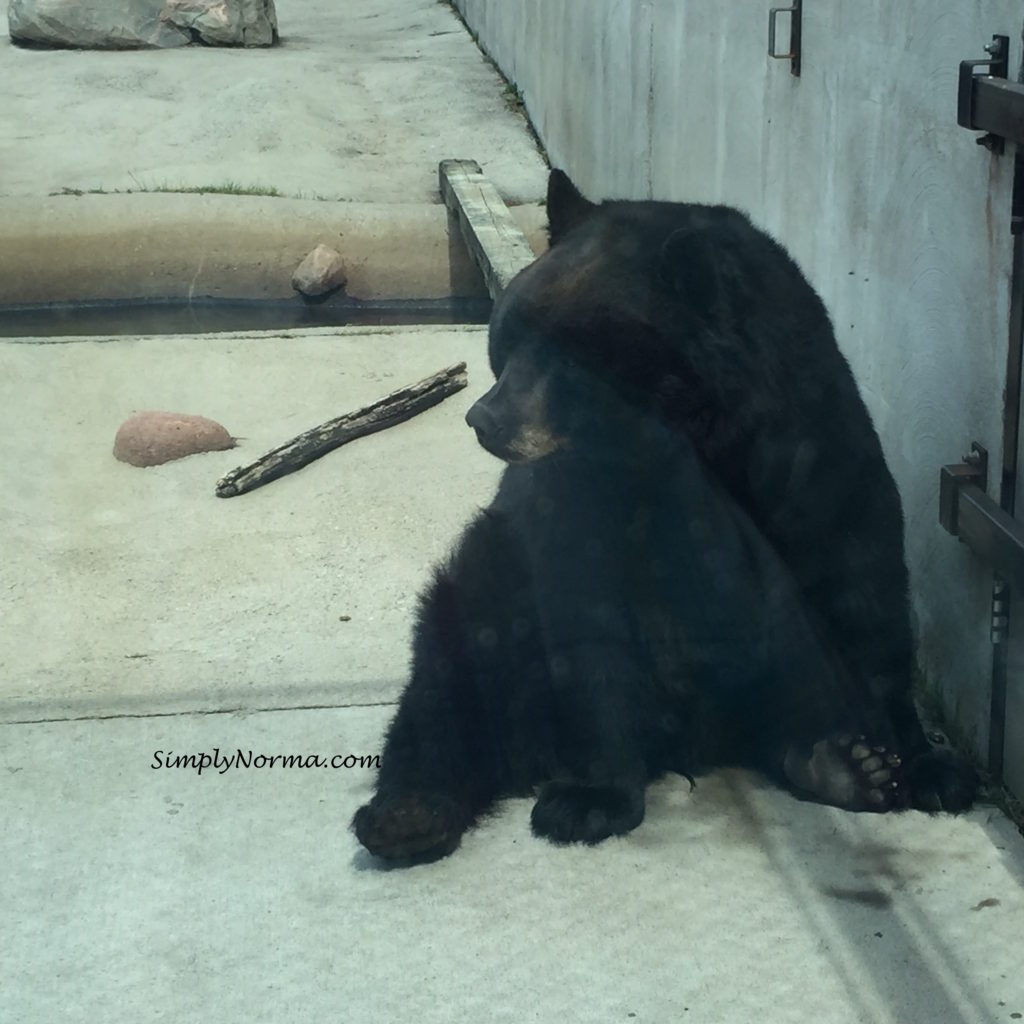 Bears, Pine Grove Zoo