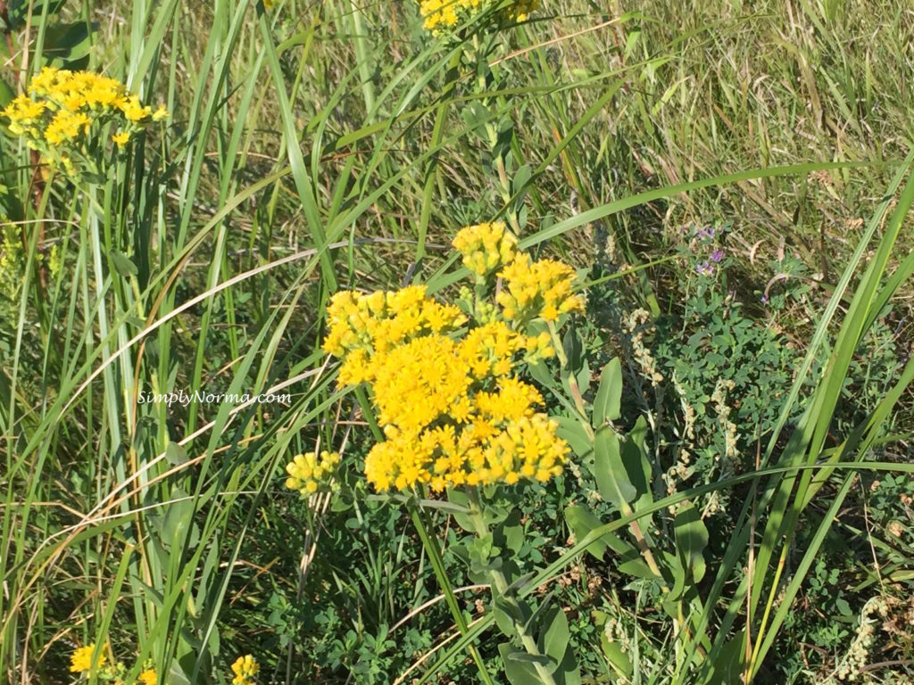 Prairie Wetlands Learning Center, Fergus Falls, Minnesota