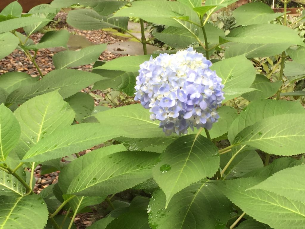 Early Hydrangea Blossom