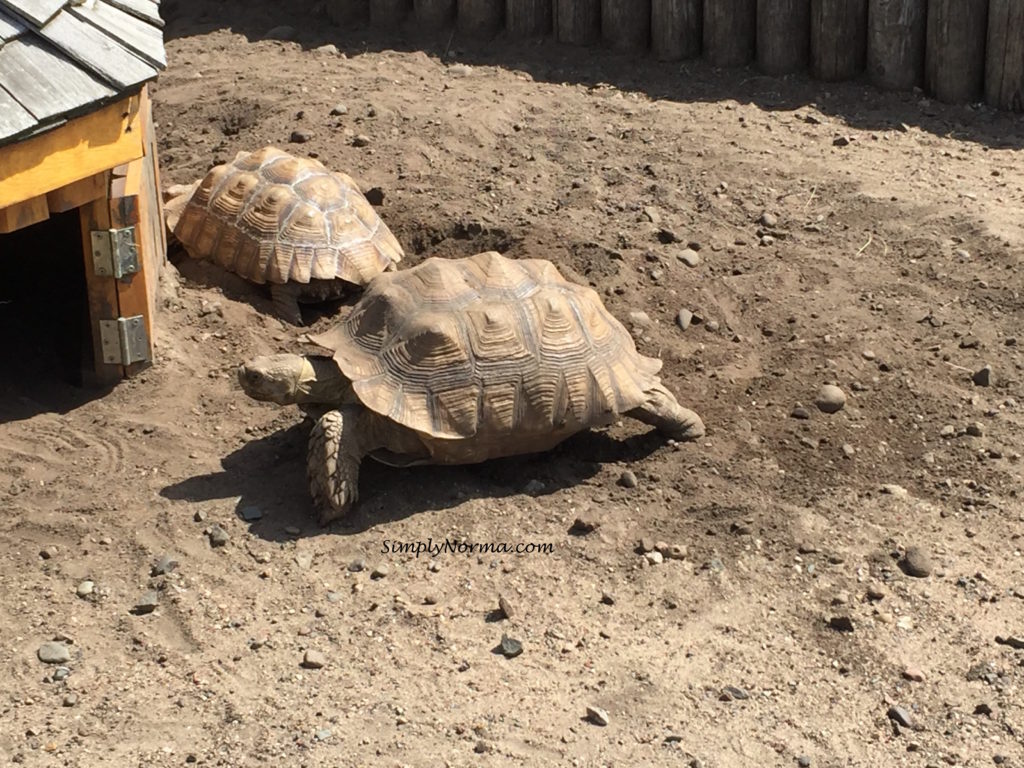 Turtles, Pine Grove Zoo