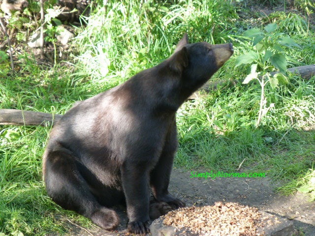 Bear, Vince Shute Wildlife Sanctuary