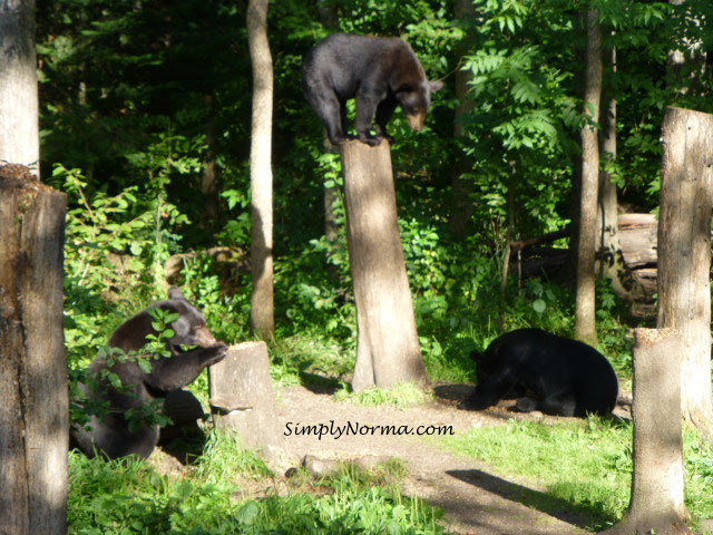 Bears, Vince Shute Wildlife Sanctuary