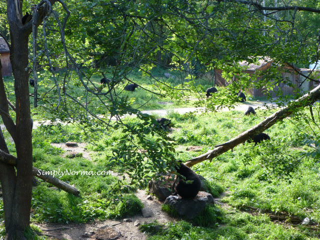 Bears, Vince Shute Wildlife Sanctuary